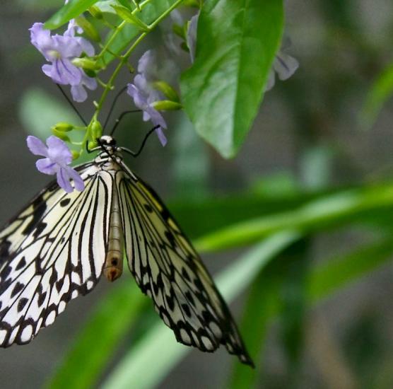Butterfly Conservatory